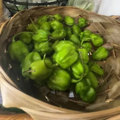 Chile habanero